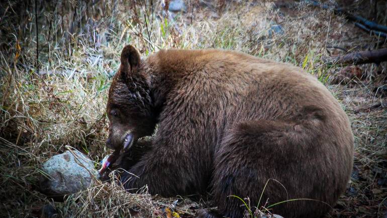 A Big Black Bear Getting His Omegas -Salmon!