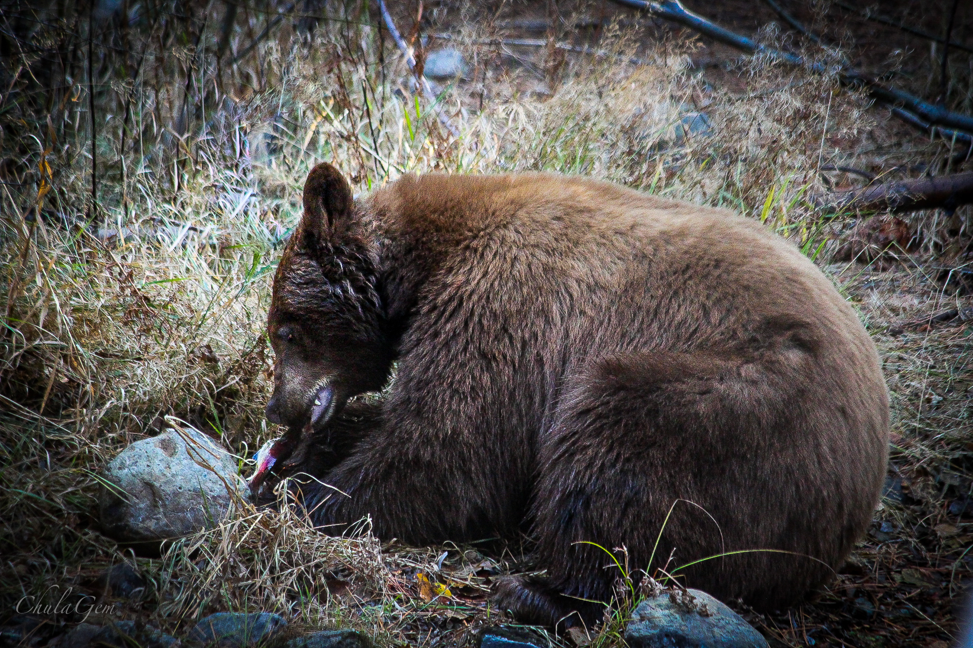 A Big Black Bear Getting His Omegas -Salmon!